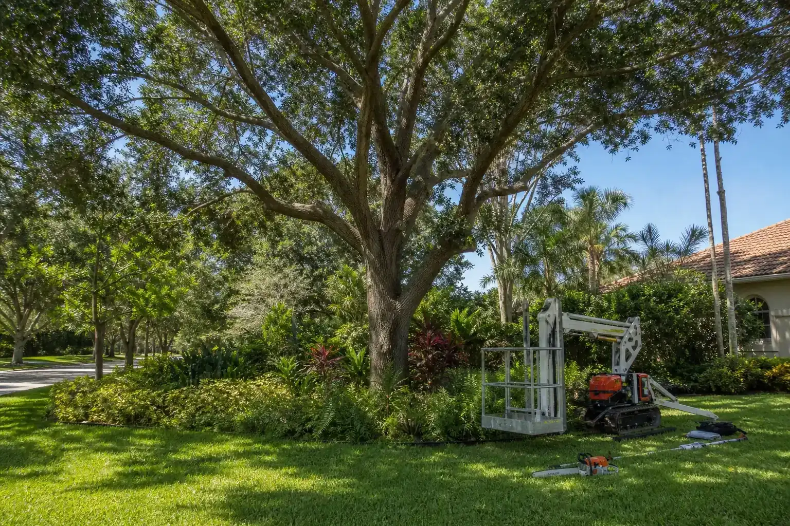 Mature Florida tree in a residential yard for top spring tree services in central fl