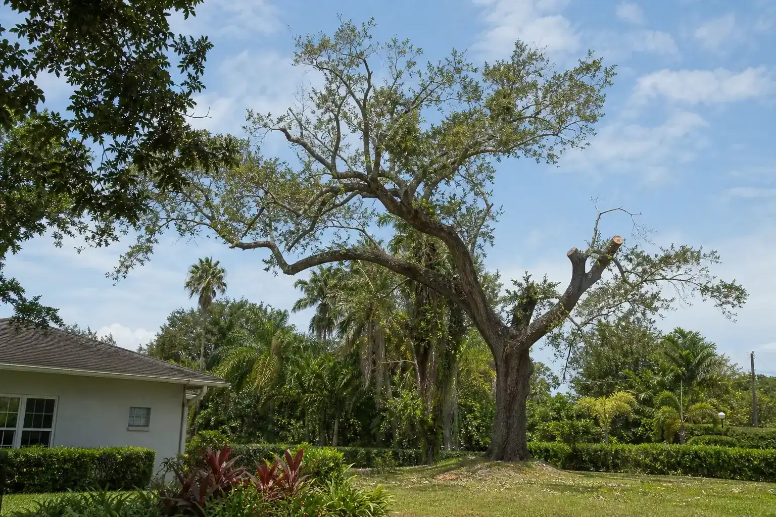 Mature Florida shade tree with branches ready for trimming illustrating evaluating tree service companies in daytona Mature Florida shade tree with branches ready for trimming illustrating evaluating tree service companies in daytona