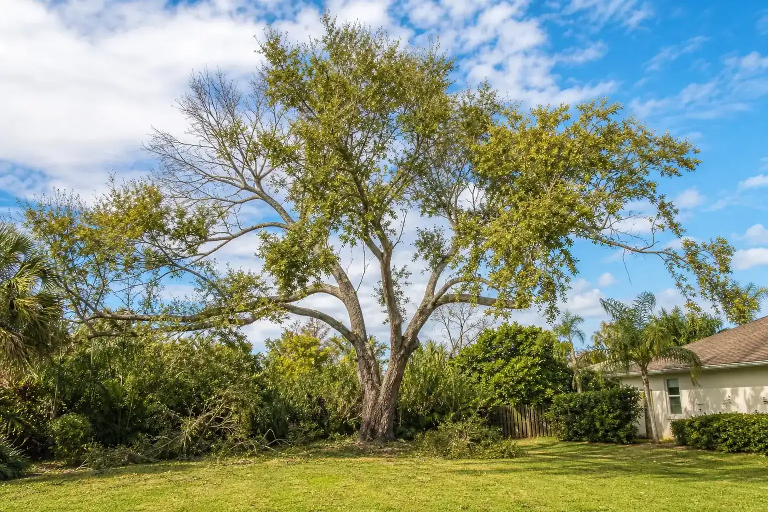 Mature Florida shade tree with branches ready for trimming for top tree cutting service near me daytona beach, fl Mature Florida shade tree with branches ready for trimming for top tree cutting service near me daytona beach, fl