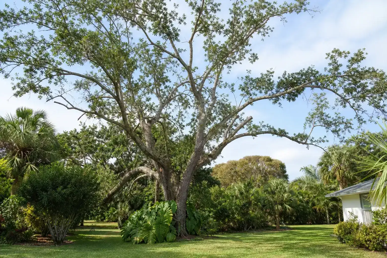 Mature Florida shade tree with branches ready for trimming during a discussion of key factors for choosing tree experts locally Mature Florida shade tree with branches ready for trimming during a discussion of key factors for choosing tree experts locally