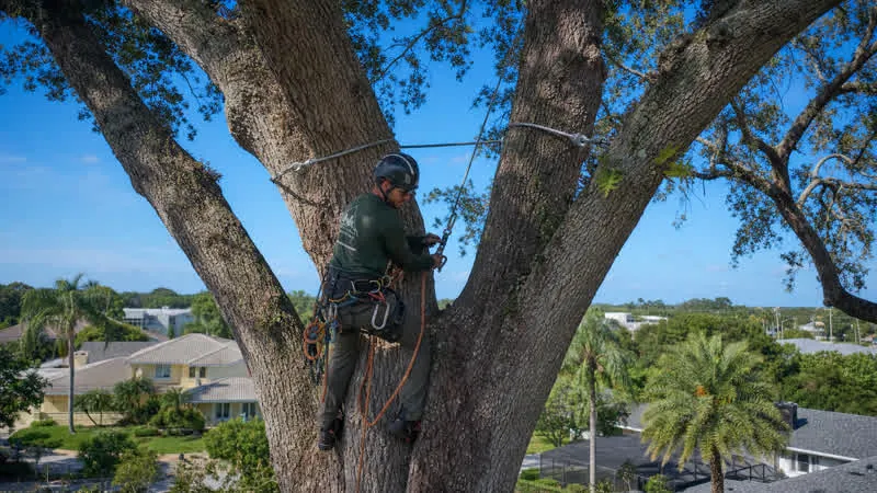 Trees and tree care related to Tree Cabling And Bracing in Ormond Beach, FL: A Homeowner Guide Trees and tree care related to Tree Cabling And Bracing in Ormond Beach, FL: A Homeowner Guide