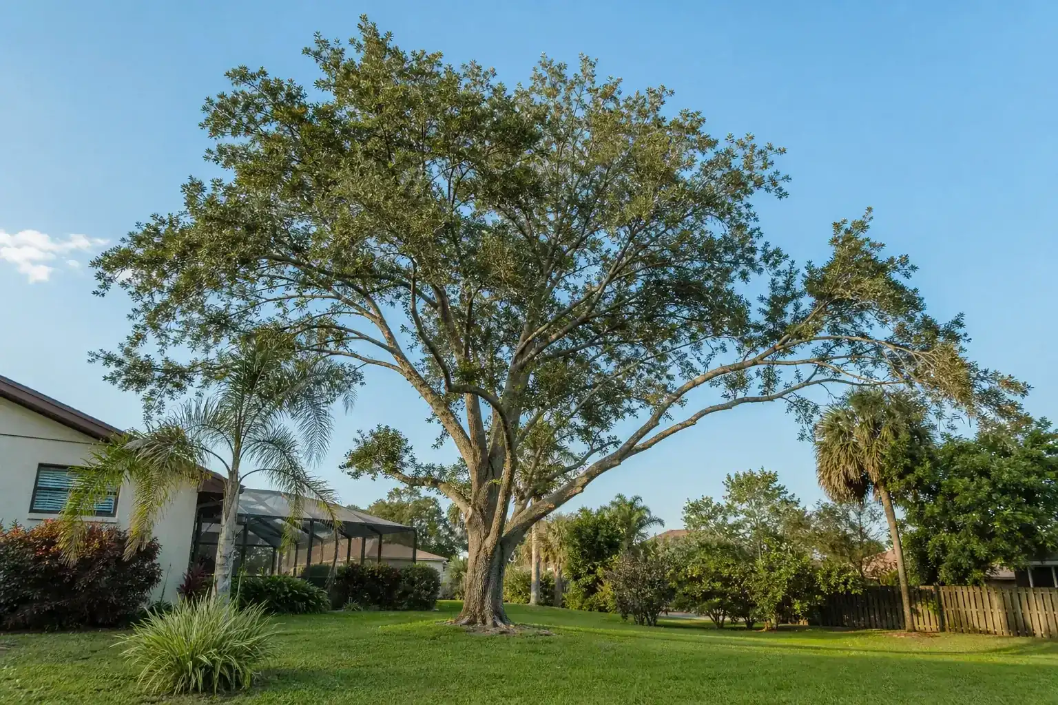 Mature Florida shade tree with branches ready for trimming during a discussion of professional tree pruning and trimming solutions Mature Florida shade tree with branches ready for trimming during a discussion of professional tree pruning and trimming solutions