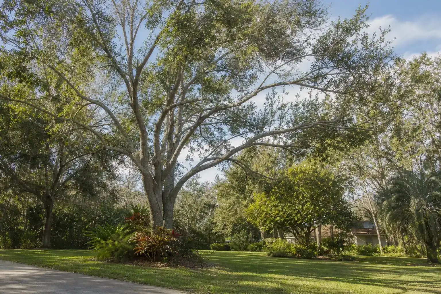 Mature Florida shade tree with branches ready for trimming during a discussion of professional tree trimming and pruning solutions Mature Florida shade tree with branches ready for trimming during a discussion of professional tree trimming and pruning solutions