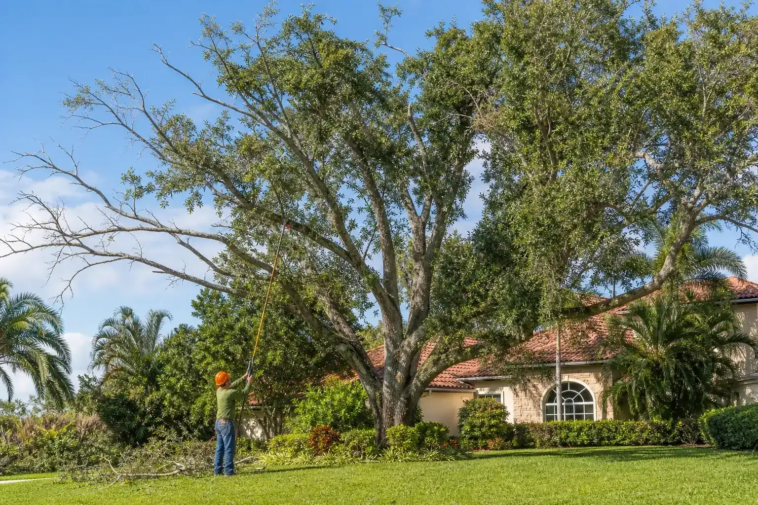 Mature Florida shade tree with branches ready for trimming illustrating expert tree cutting services in daytona beach, fl Mature Florida shade tree with branches ready for trimming illustrating expert tree cutting services in daytona beach, fl