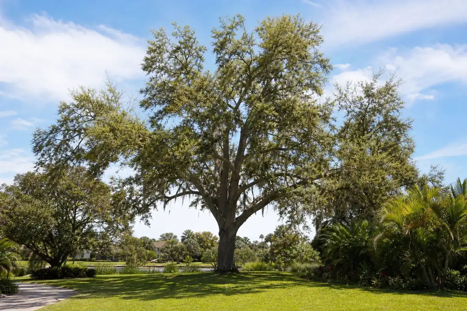 Mature Florida shade tree with branches ready for trimming for tree cutting daytona beach fl – local specialists Mature Florida shade tree with branches ready for trimming for tree cutting daytona beach fl – local specialists