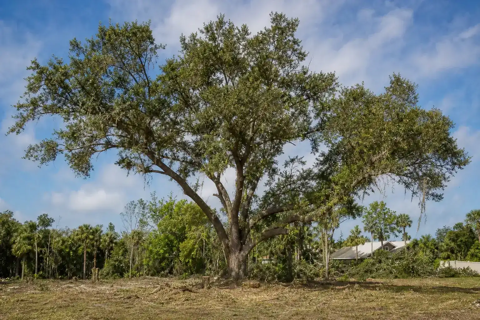 Mature Florida shade tree with branches ready for trimming for tree cutting new smyrna fl for site prep Mature Florida shade tree with branches ready for trimming for tree cutting new smyrna fl for site prep