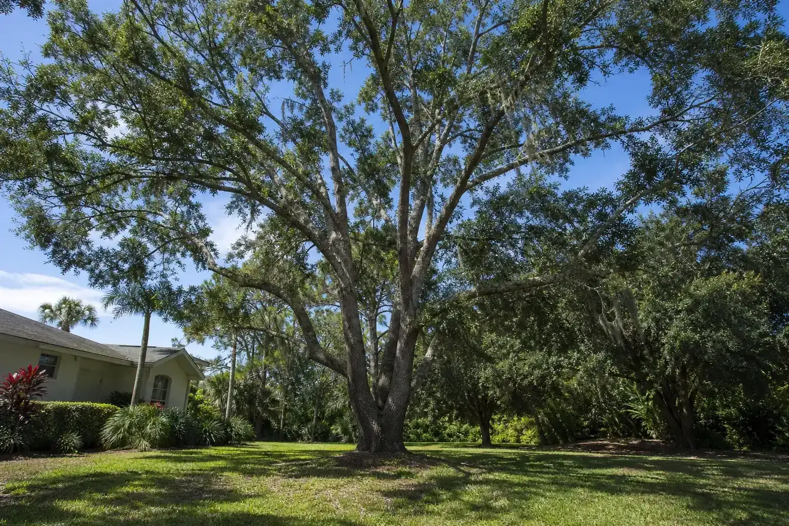 Mature Florida shade tree with branches ready for trimming during a discussion of importance of professional tree cutting services in new smyrna, fl Mature Florida shade tree with branches ready for trimming during a discussion of importance of professional tree cutting services in new smyrna, fl
