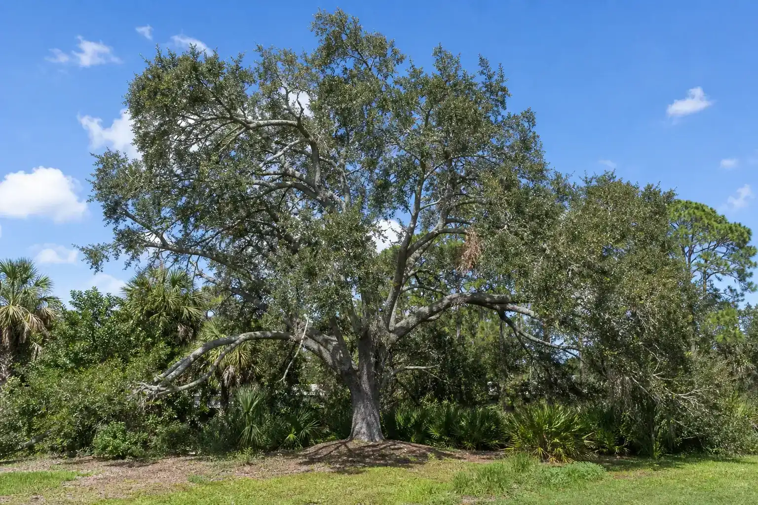Mature Florida shade tree with branches ready for trimming illustrating understanding tree cutting for site prep in new smyrna, fl Mature Florida shade tree with branches ready for trimming illustrating understanding tree cutting for site prep in new smyrna, fl