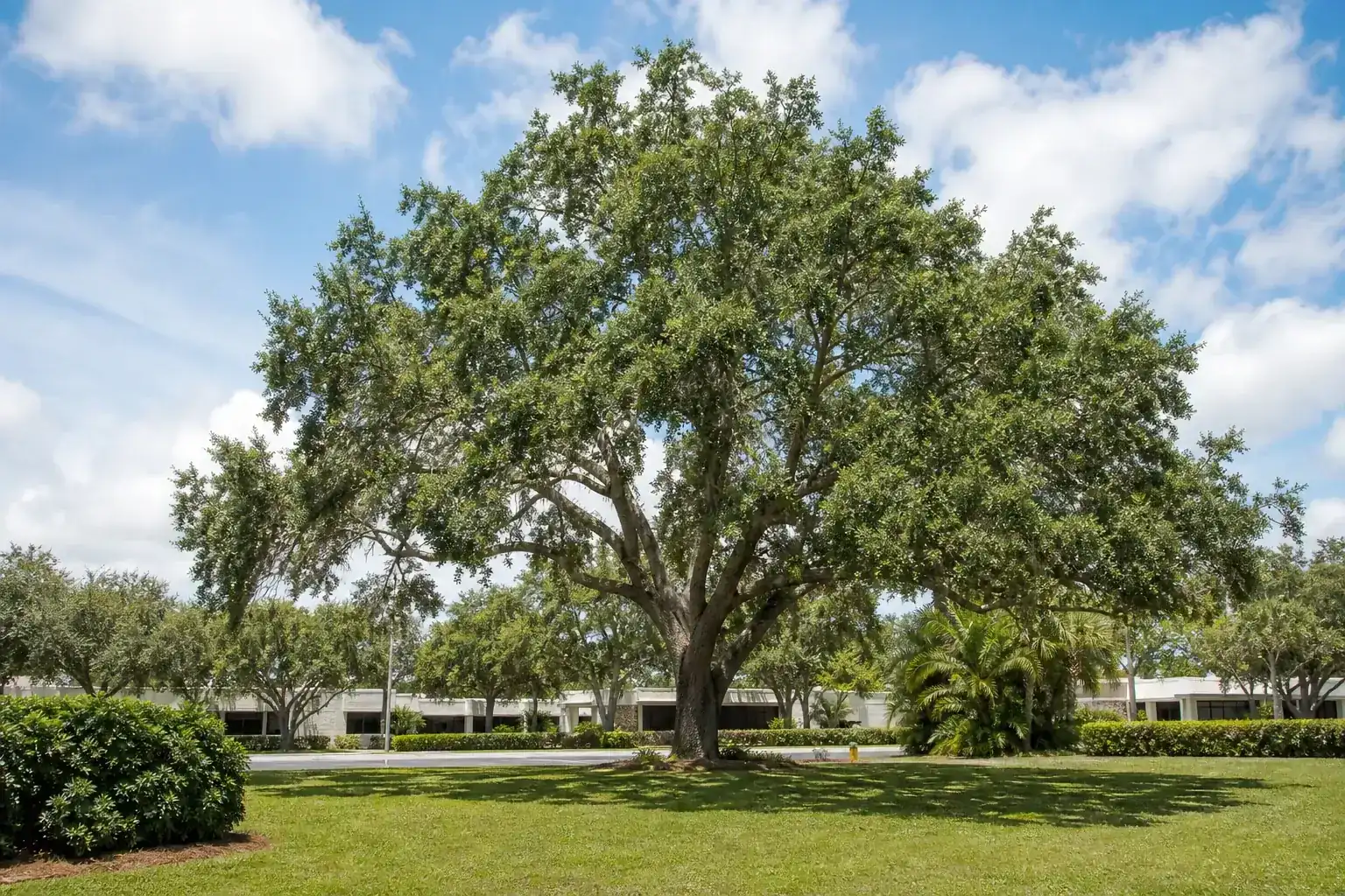 Mature Florida shade tree with branches ready for trimming for tree cutting orange city fl for commercial lots