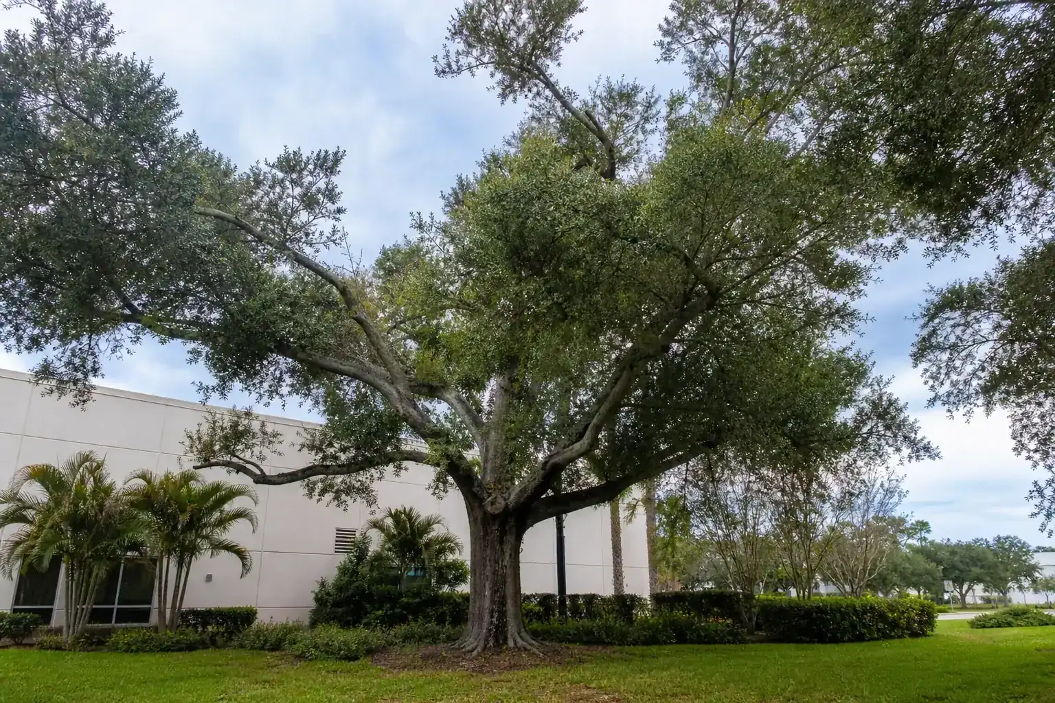 Mature Florida shade tree with branches ready for trimming illustrating understanding tree cutting regulations in orange city, fl