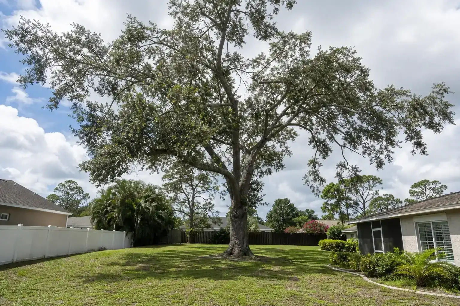 Mature Florida shade tree with branches ready for trimming during a discussion of benefits of professional tree cutting in deltona, fl Mature Florida shade tree with branches ready for trimming during a discussion of benefits of professional tree cutting in deltona, fl