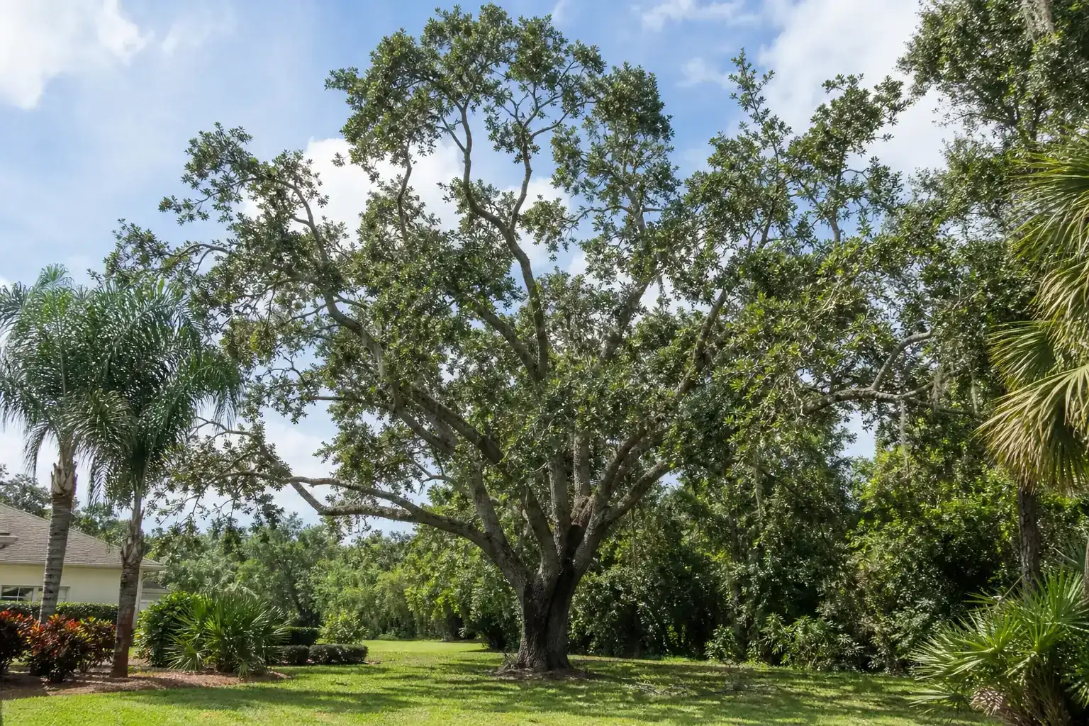 Mature Florida shade tree with branches ready for trimming for tree cutting services in deltona, fl | free estimates Mature Florida shade tree with branches ready for trimming for tree cutting services in deltona, fl | free estimates