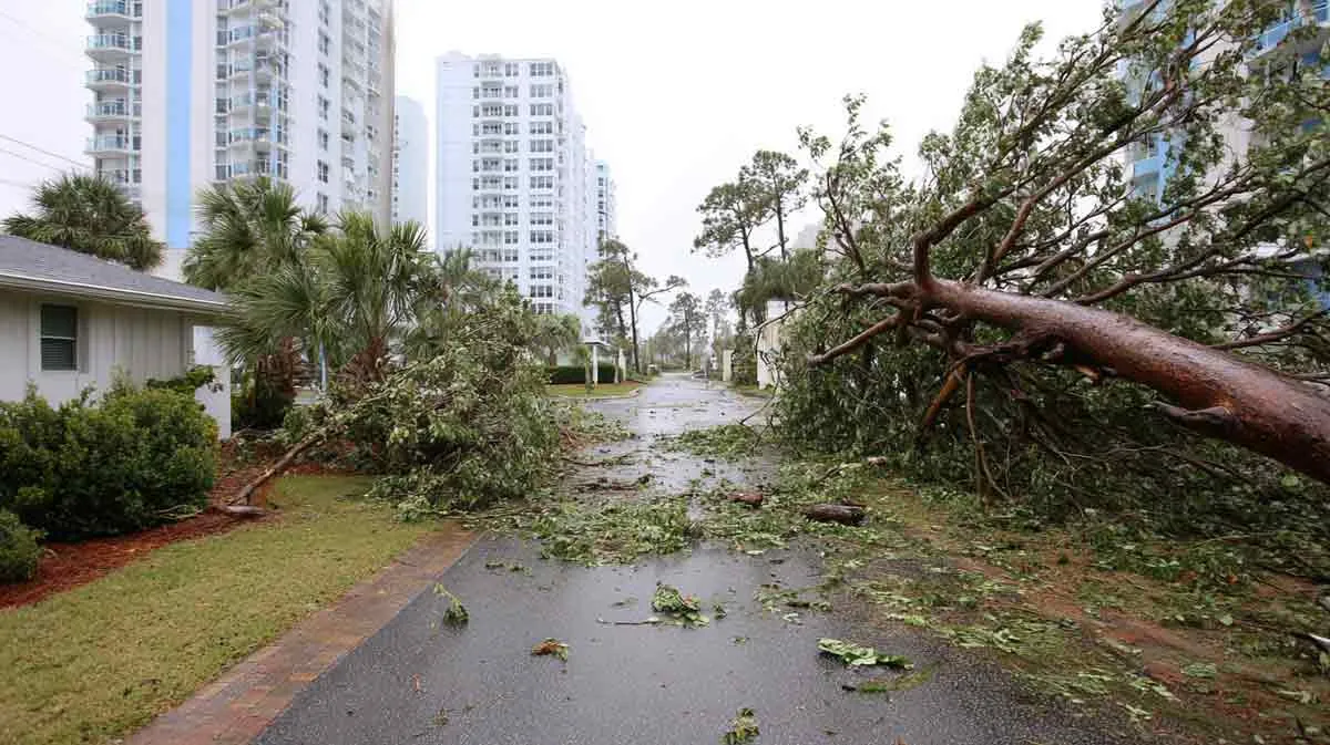 Trees and tree care related to Tree Debris Hauling Daytona Beach FL Projects