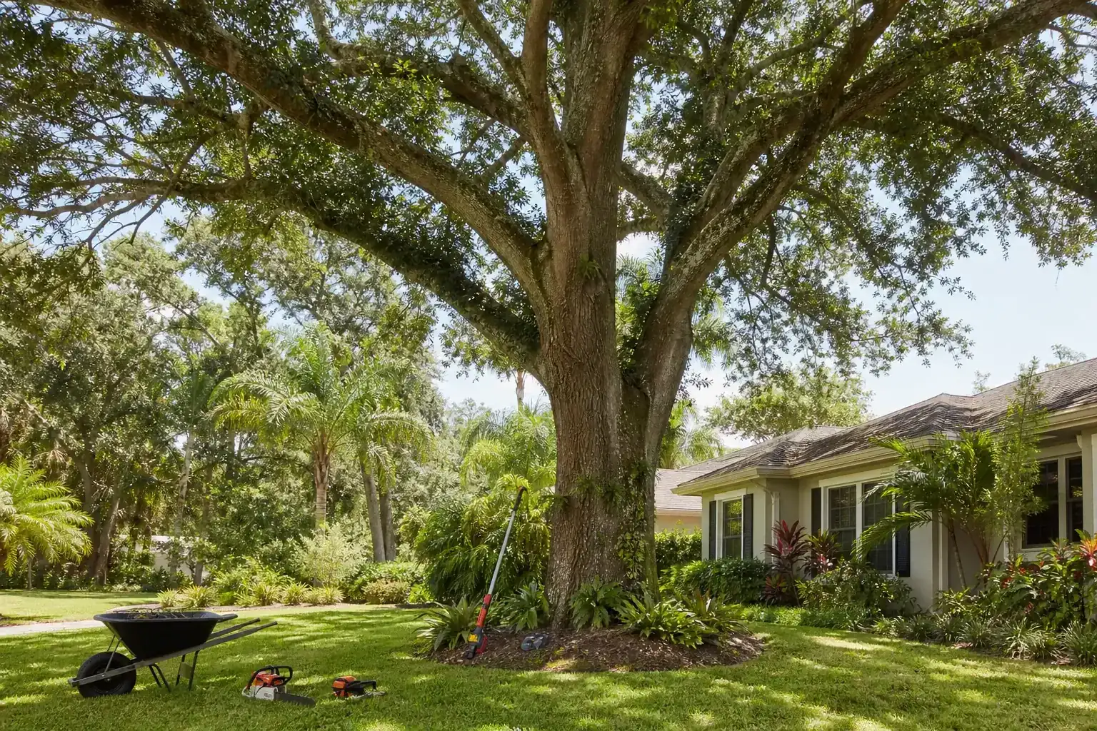 Mature Florida tree in a residential yard for tree health services in new smyrna beach fl