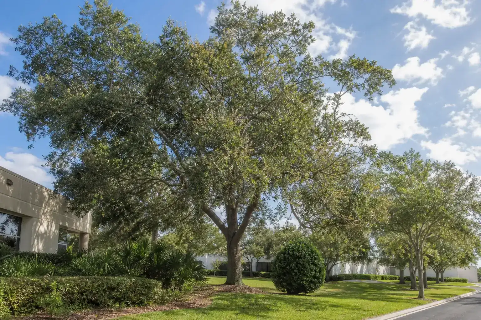 Mature Florida shade tree with branches ready for trimming during a discussion of benefits of pruning for commercial landscapes in deltona, fl