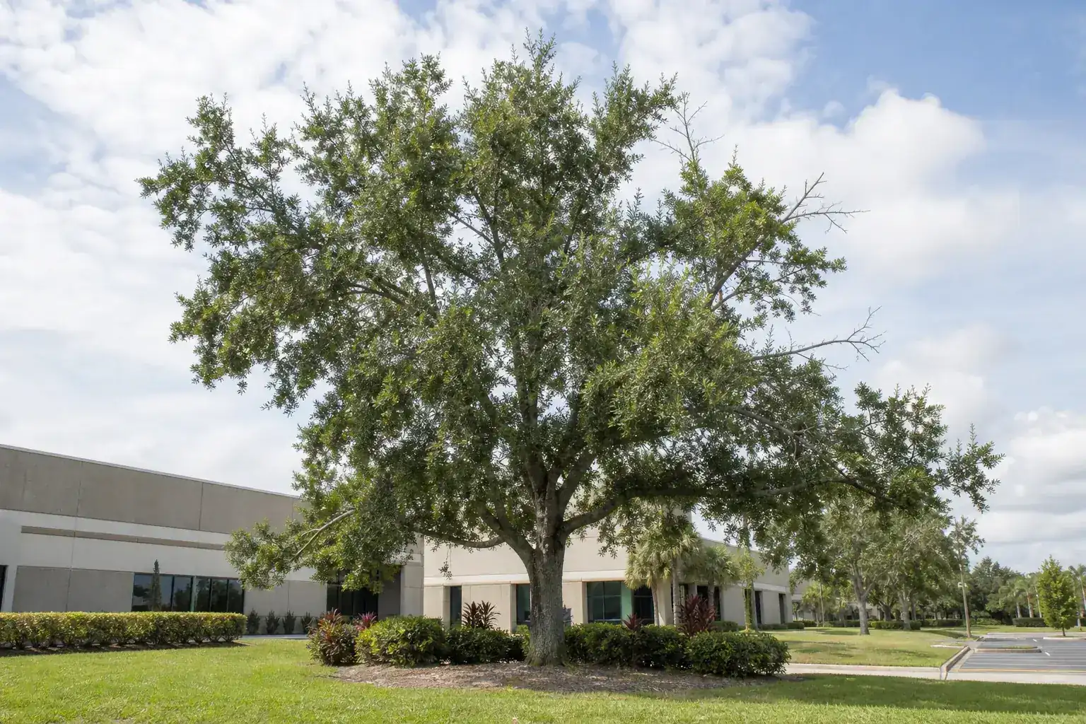 Mature Florida shade tree with branches ready for trimming for tree pruning deltona fl for commercial yards