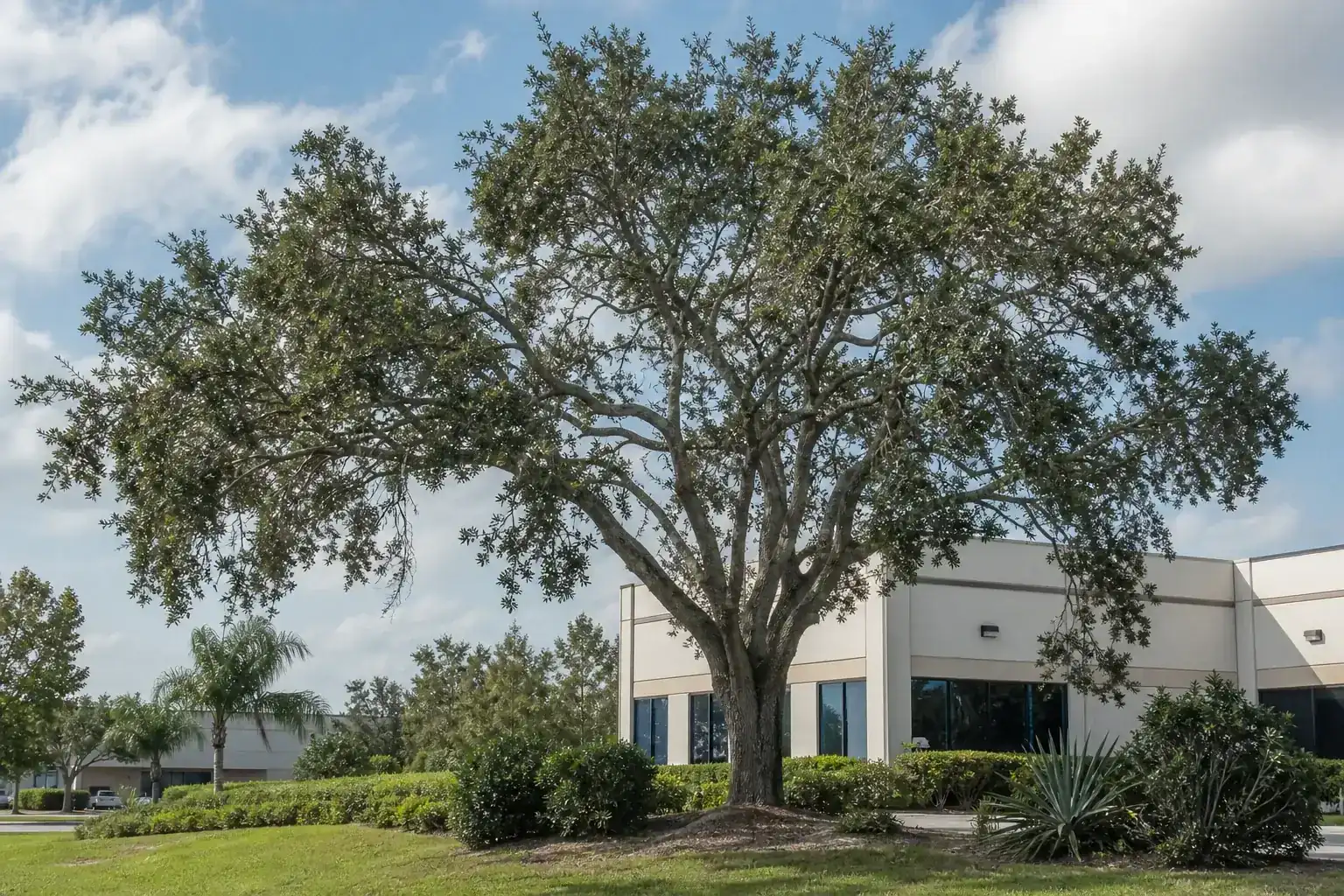Mature Florida shade tree with branches ready for trimming illustrating understanding commercial tree pruning in deltona, fl