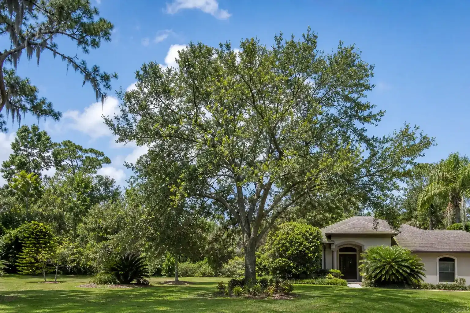 Mature Florida shade tree with branches ready for trimming during a discussion of benefits of tree pruning in deland, fl for enhanced curb appeal Mature Florida shade tree with branches ready for trimming during a discussion of benefits of tree pruning in deland, fl for enhanced curb appeal