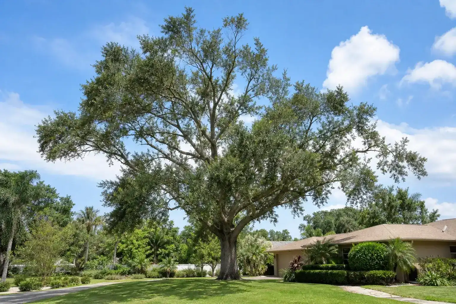 Mature Florida shade tree with branches ready for trimming for tree pruning in deland fl for curb appeal Mature Florida shade tree with branches ready for trimming for tree pruning in deland fl for curb appeal