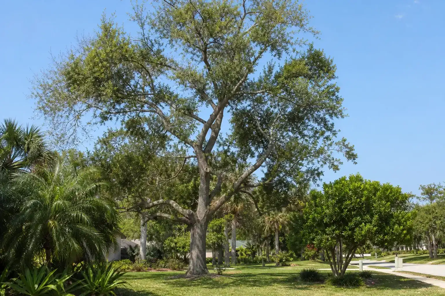 Mature Florida shade tree with branches ready for trimming illustrating understanding tree pruning basics for beginners Mature Florida shade tree with branches ready for trimming illustrating understanding tree pruning basics for beginners