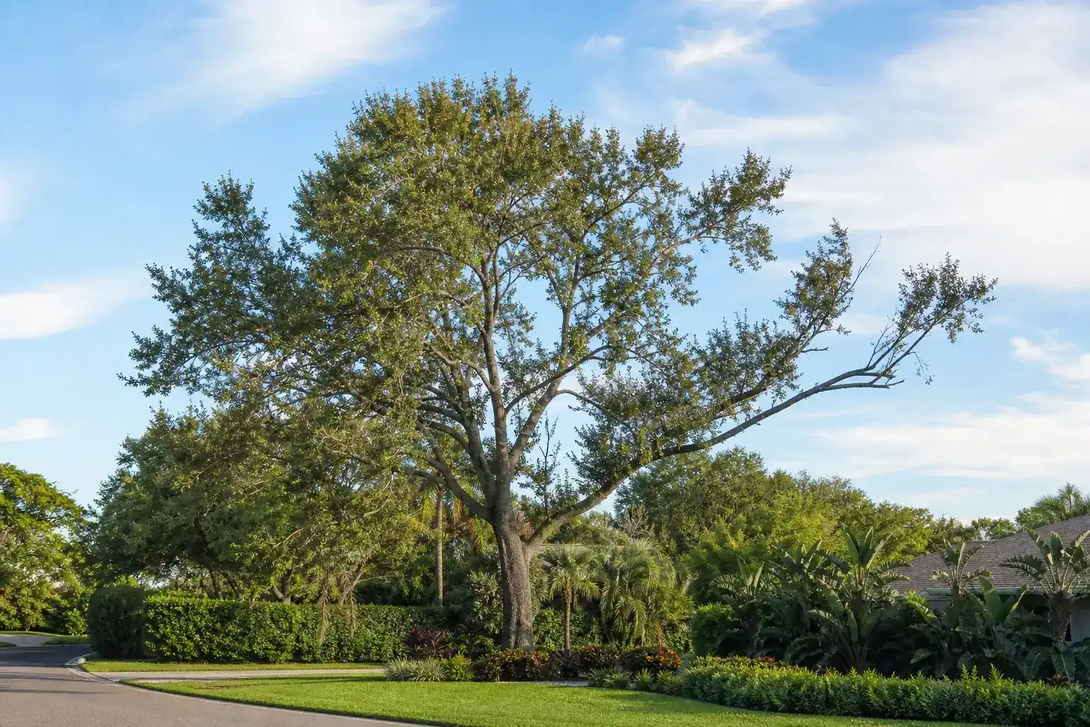 Mature Florida shade tree with branches ready for trimming for tree pruning services in daytona beach, fl Mature Florida shade tree with branches ready for trimming for tree pruning services in daytona beach, fl
