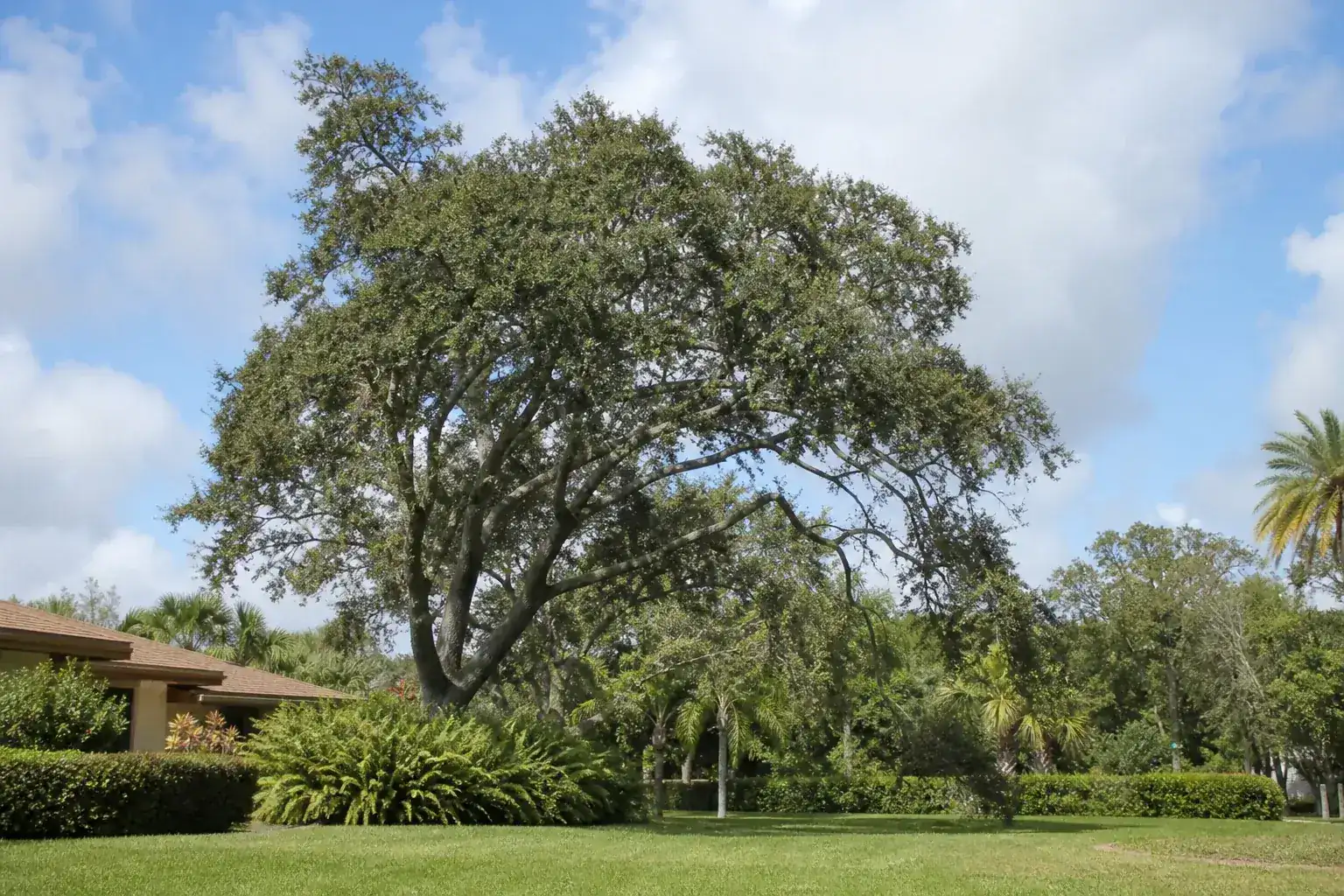 Mature Florida shade tree with branches ready for trimming during a discussion of key benefits of professional pruning services in daytona beach, fl Mature Florida shade tree with branches ready for trimming during a discussion of key benefits of professional pruning services in daytona beach, fl