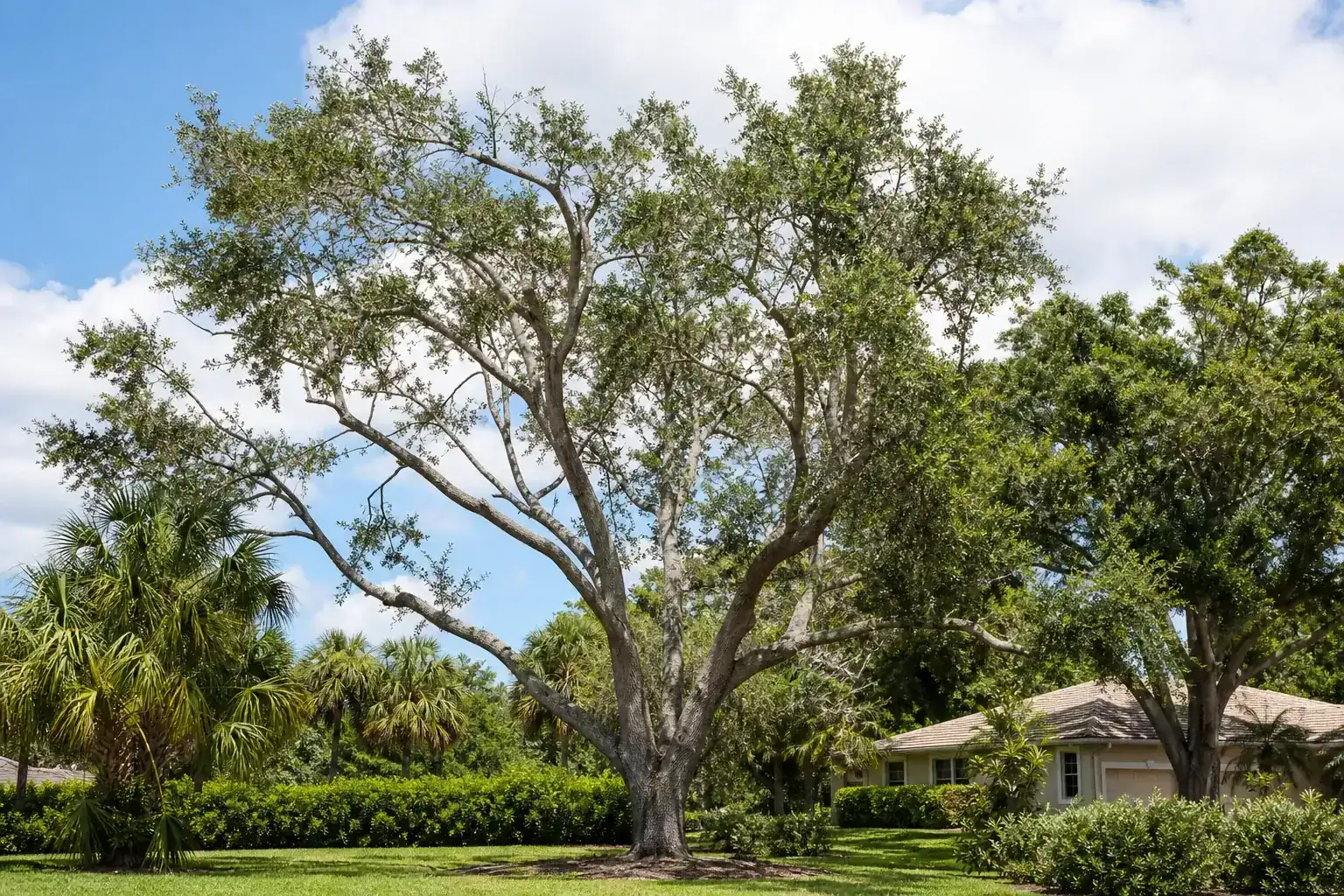 Mature Florida shade tree with branches ready for trimming illustrating understanding tree pruning and its importance Mature Florida shade tree with branches ready for trimming illustrating understanding tree pruning and its importance
