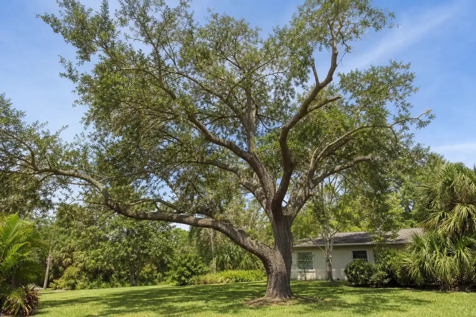Mature Florida shade tree with branches ready for trimming during a discussion of benefits of professional tree pruning for properties Mature Florida shade tree with branches ready for trimming during a discussion of benefits of professional tree pruning for properties