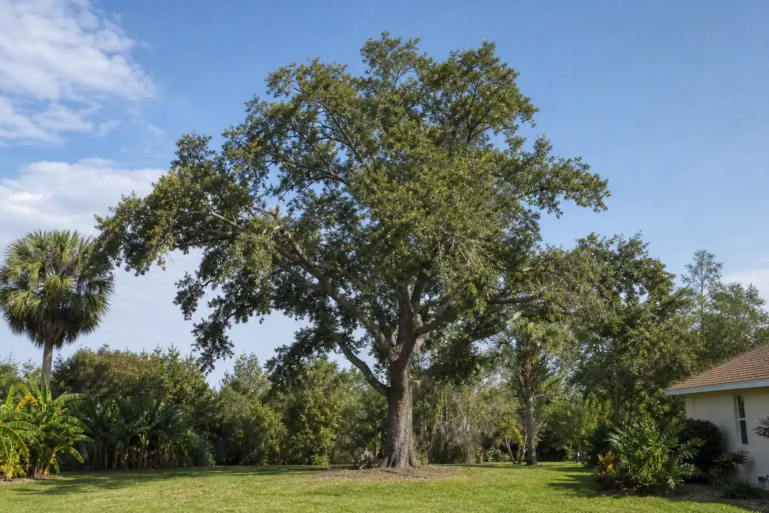 Mature Florida shade tree with branches ready for trimming for tree pruning services in edgewater fl Mature Florida shade tree with branches ready for trimming for tree pruning services in edgewater fl