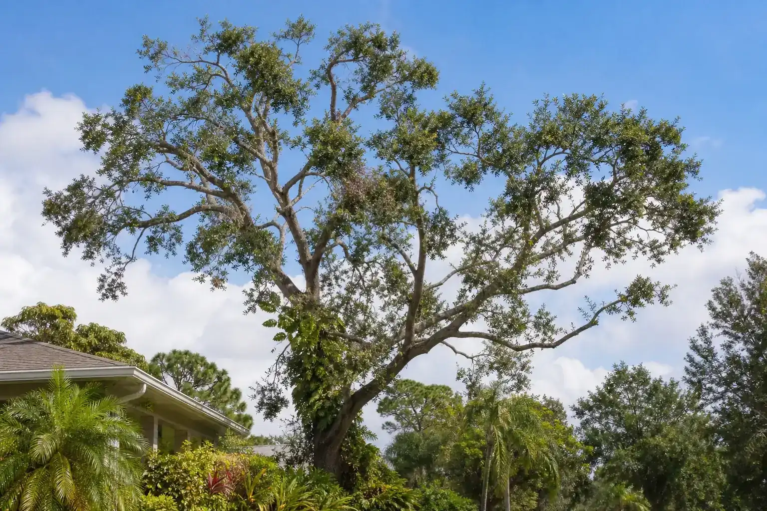 Mature Florida shade tree with branches ready for trimming illustrating understanding tree pruning services in edgewater fl Mature Florida shade tree with branches ready for trimming illustrating understanding tree pruning services in edgewater fl