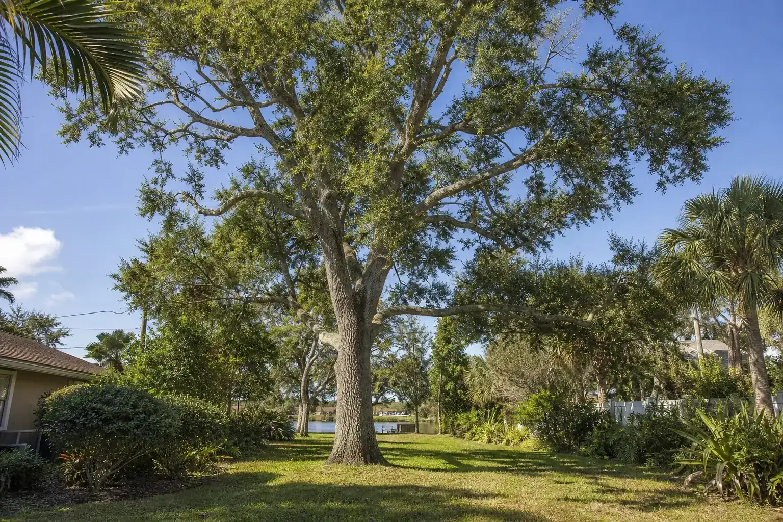 Mature Florida shade tree with branches ready for trimming during a discussion of benefits of professional tree pruning for coastal yards