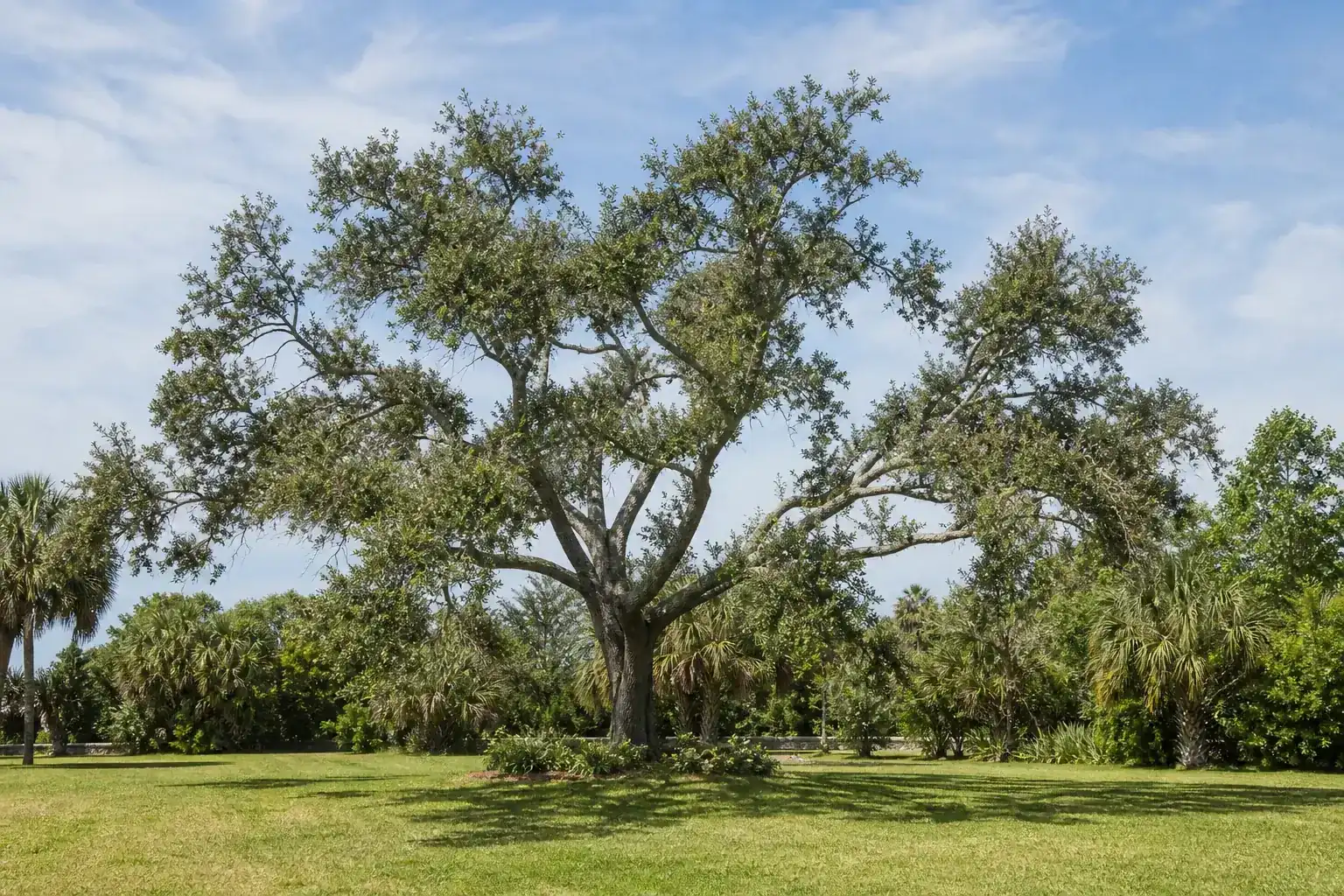 Mature Florida shade tree with branches ready for trimming for tree pruning services in new smyrna beach fl