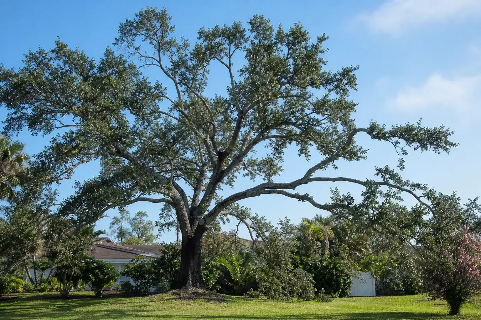 Mature Florida shade tree with branches ready for trimming illustrating understanding tree pruning services in new smyrna beach