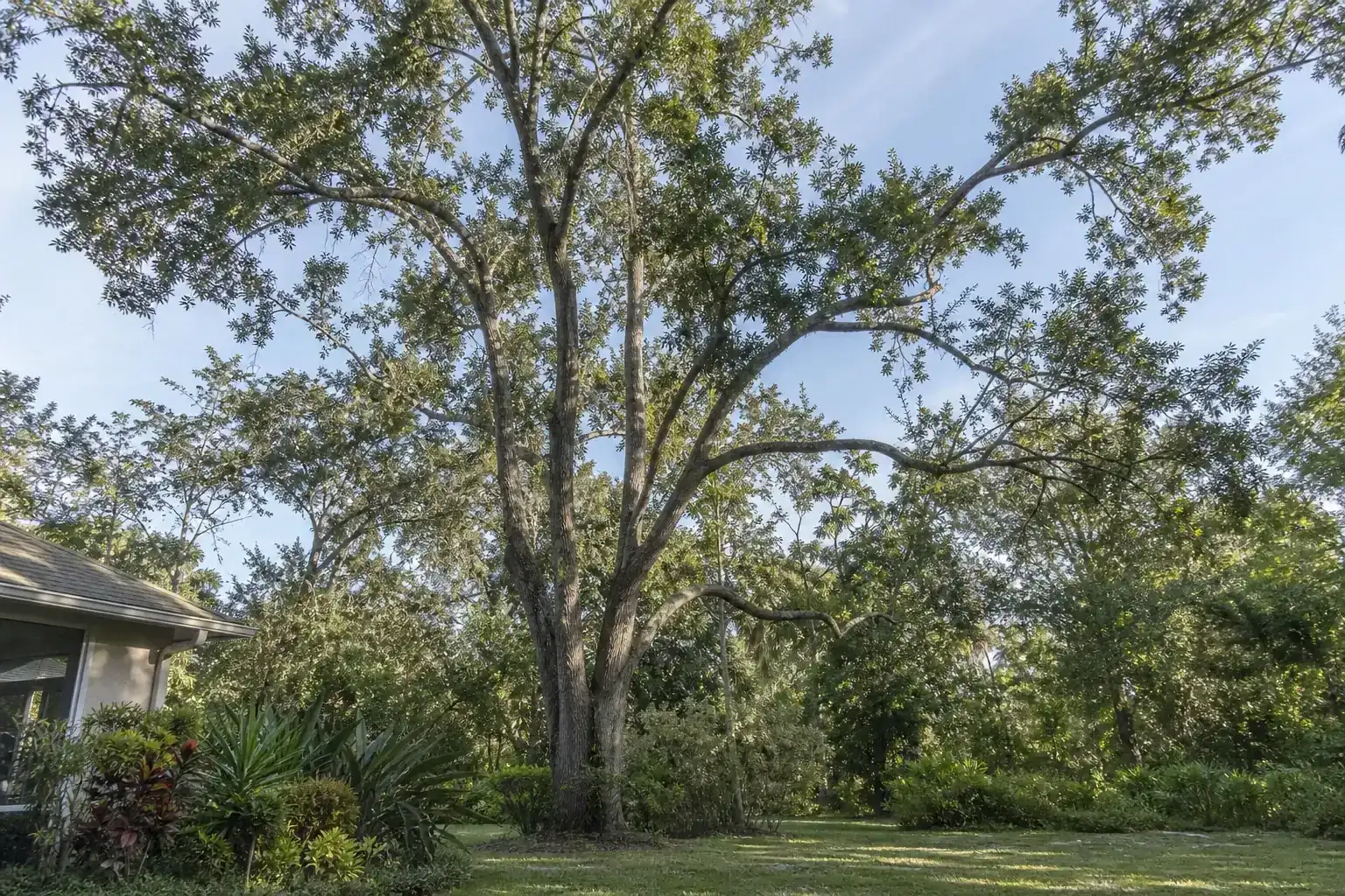 Mature Florida shade tree with branches ready for trimming during a discussion of benefits of professional tree pruning services