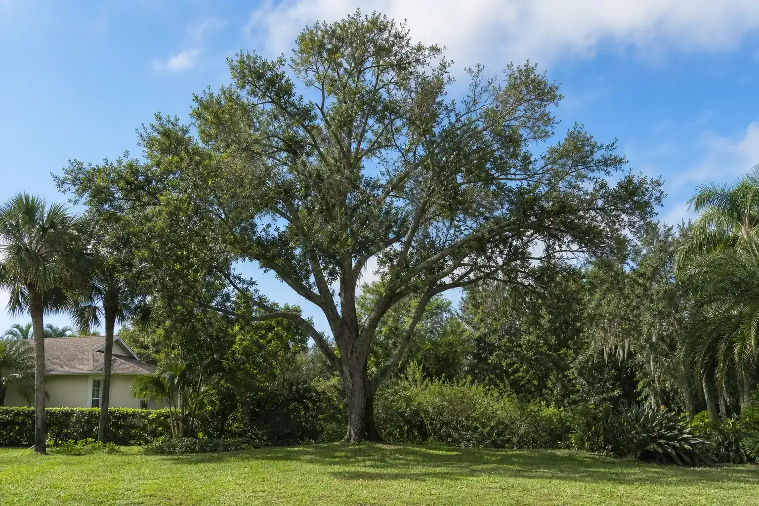 Mature Florida shade tree with branches ready for trimming for tree pruning services in ormond beach fl