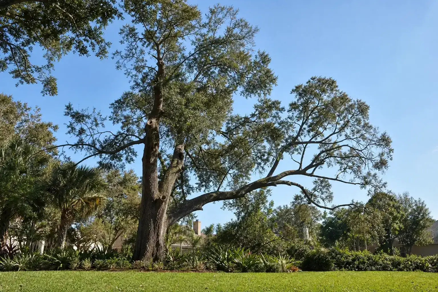 Mature Florida shade tree with branches ready for trimming illustrating understanding tree pruning needs in ormond beach