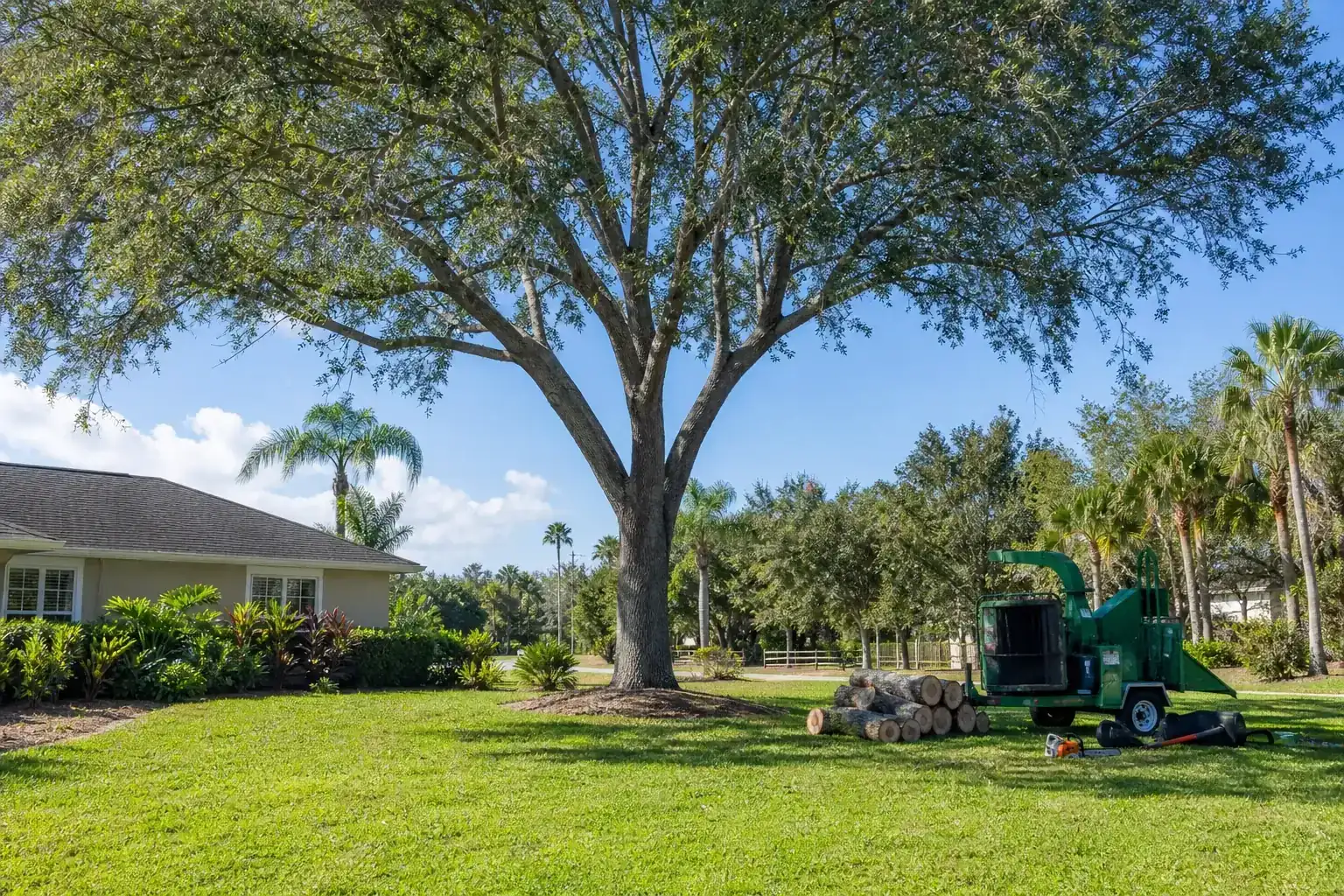 Mature Florida tree in a residential yard for tree removal and cleanup in daytona beach fl