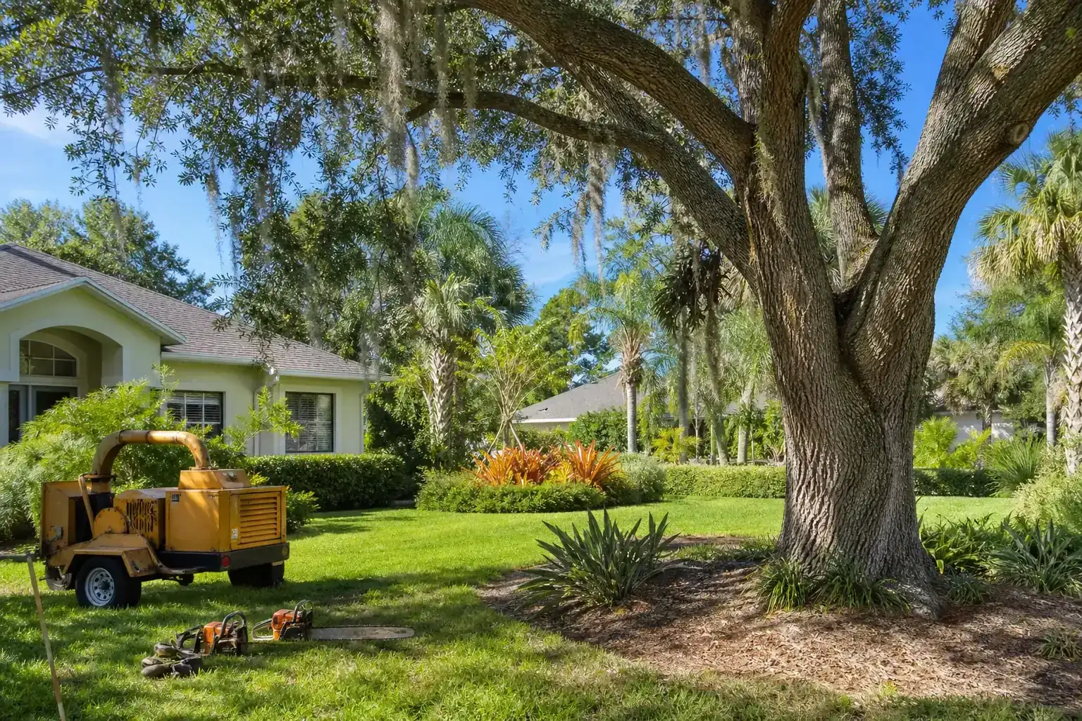 Mature Florida tree in a residential yard illustrating understanding tree removal regulations in daytona