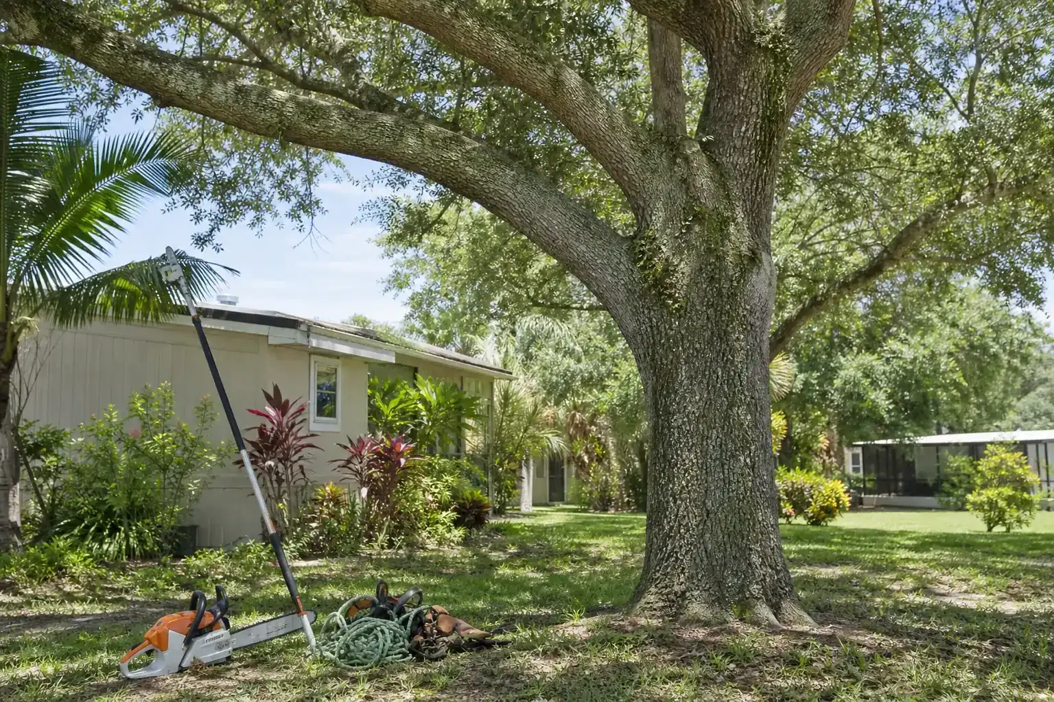 Mature Florida tree in a residential yard illustrating understanding tree removal in cassadaga, fl Mature Florida tree in a residential yard illustrating understanding tree removal in cassadaga, fl