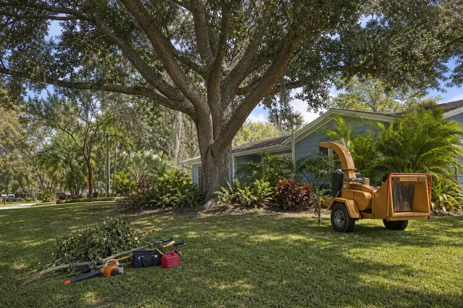 Mature Florida tree in a residential yard during a discussion of why tree removal matters in daytona beach, fl and volusia county, fl Mature Florida tree in a residential yard during a discussion of why tree removal matters in daytona beach, fl and volusia county, fl