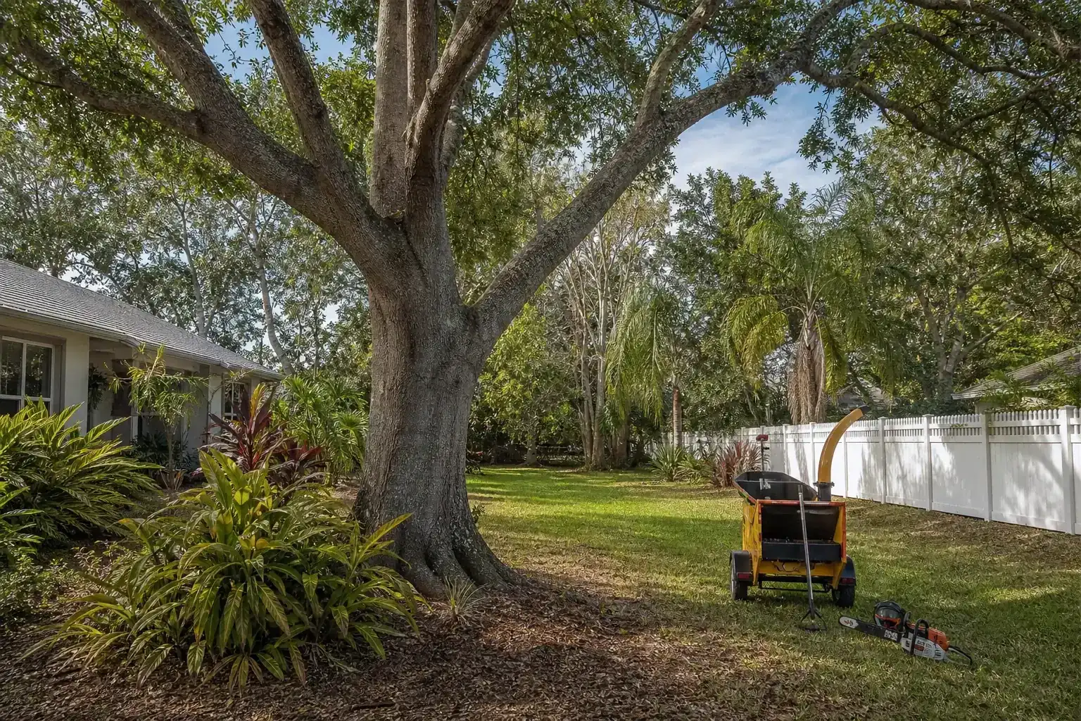 Mature Florida tree in a residential yard during a discussion of assessing your property: what needs to go?