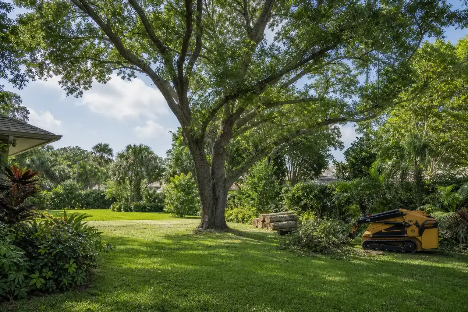 Mature Florida tree in a residential yard for tree removal for pool installation in ormond beach Mature Florida tree in a residential yard for tree removal for pool installation in ormond beach