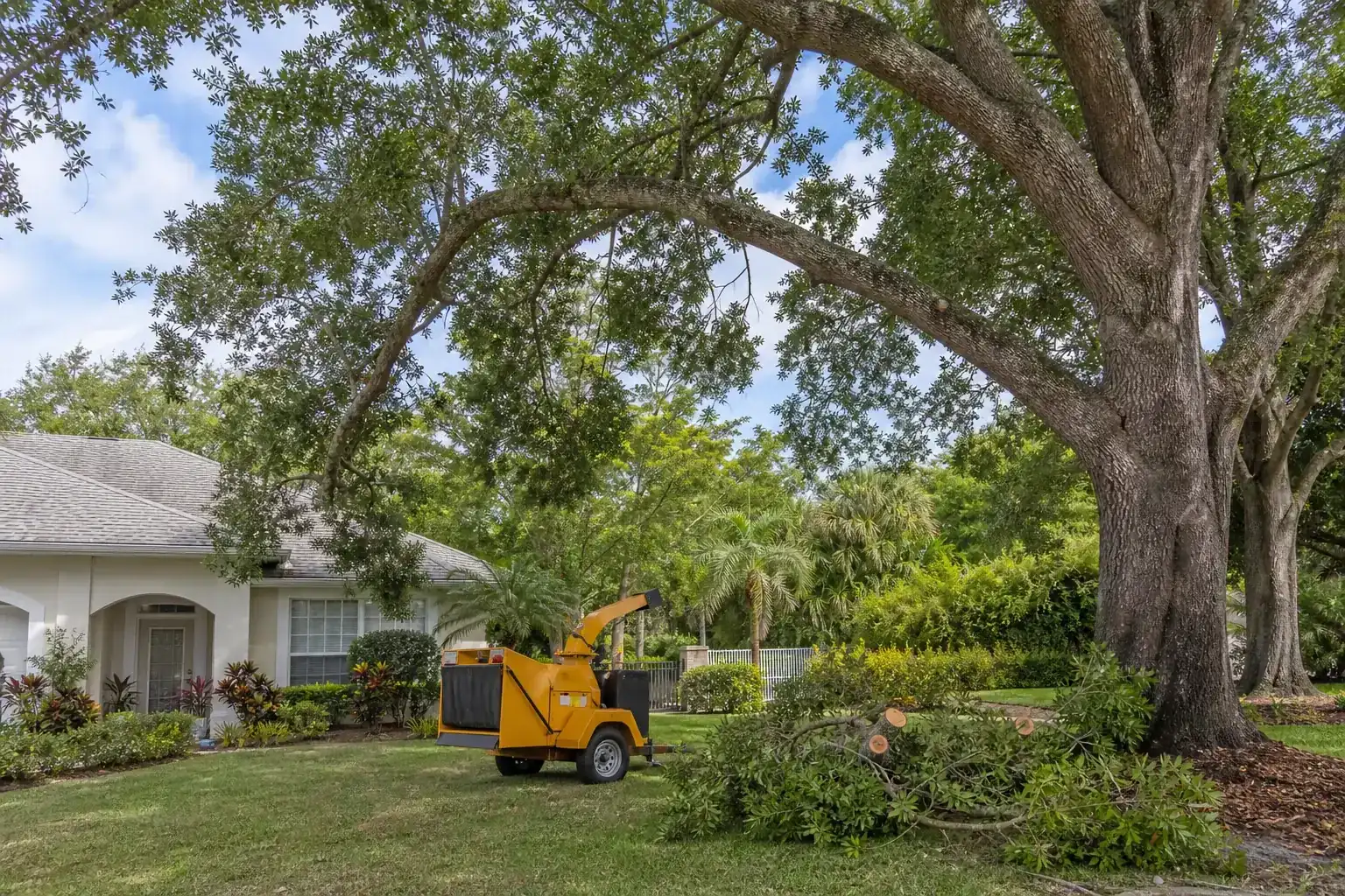 Mature Florida tree in a residential yard during a discussion of benefits of professional tree removal in new smyrna beach, fl