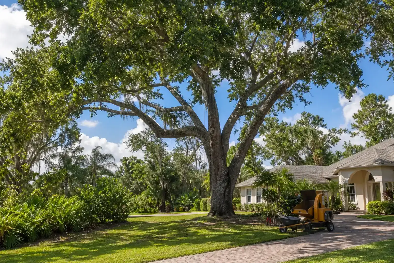 Mature Florida tree in a residential yard for tree removal in new smyrna beach, fl | call today