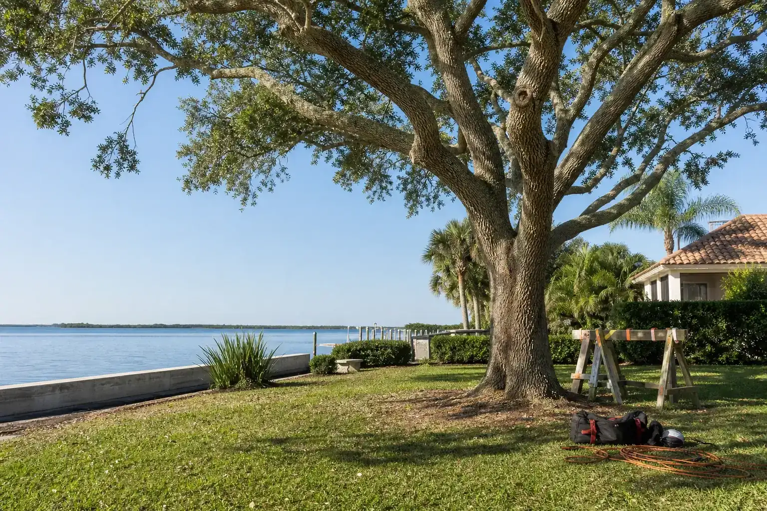 Mature Florida tree in a residential yard for planning safe tree removal near a seawall in edgewater Mature Florida tree in a residential yard for planning safe tree removal near a seawall in edgewater