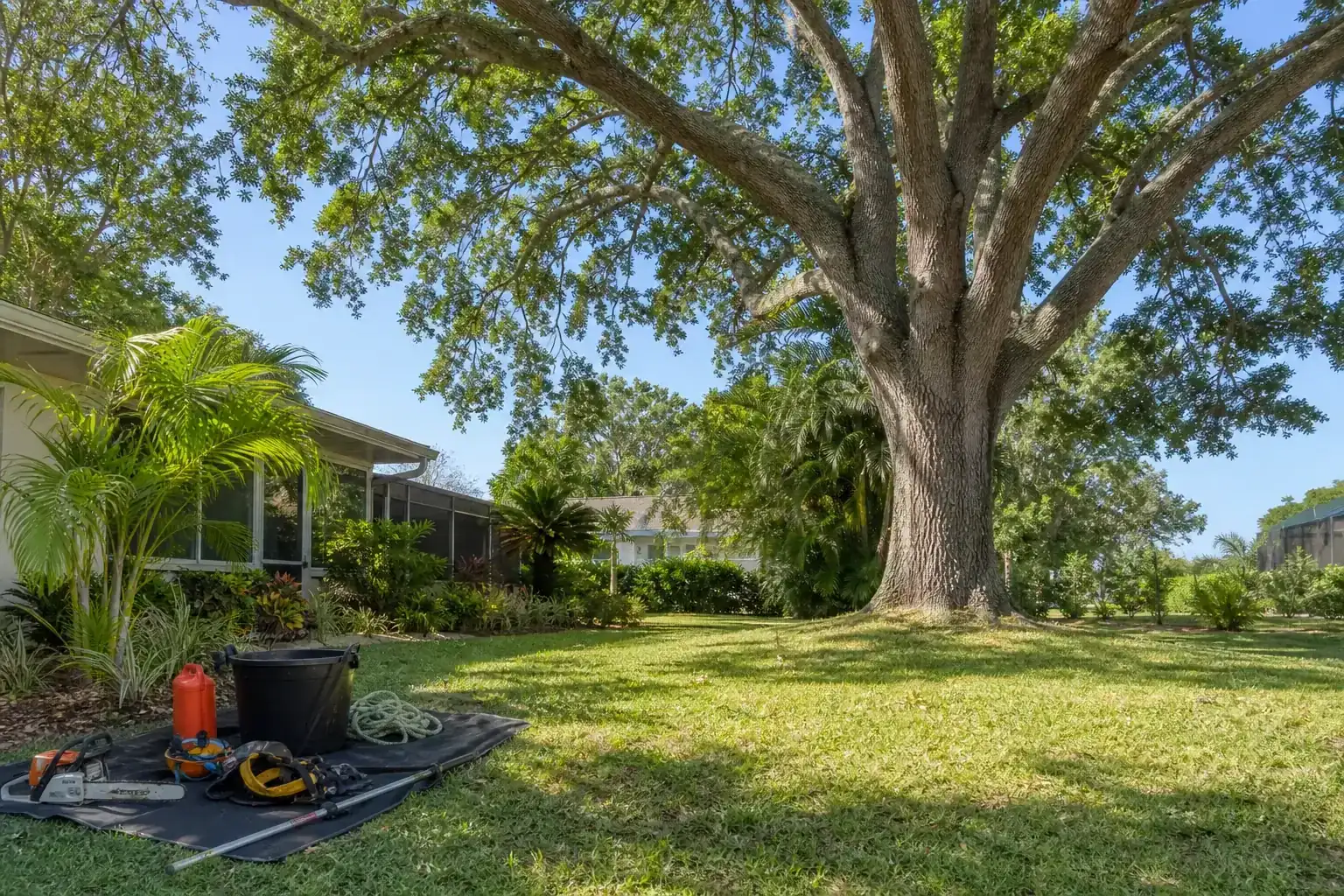 Mature Florida tree in a residential yard during a discussion of what a site assessment should cover Mature Florida tree in a residential yard during a discussion of what a site assessment should cover