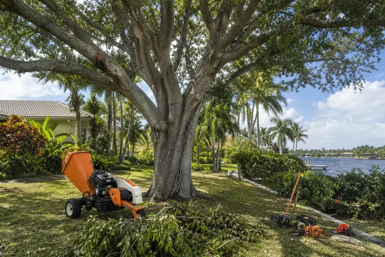 Mature Florida tree in a residential yard illustrating why seawall-side tree removal requires extra planning Mature Florida tree in a residential yard illustrating why seawall-side tree removal requires extra planning