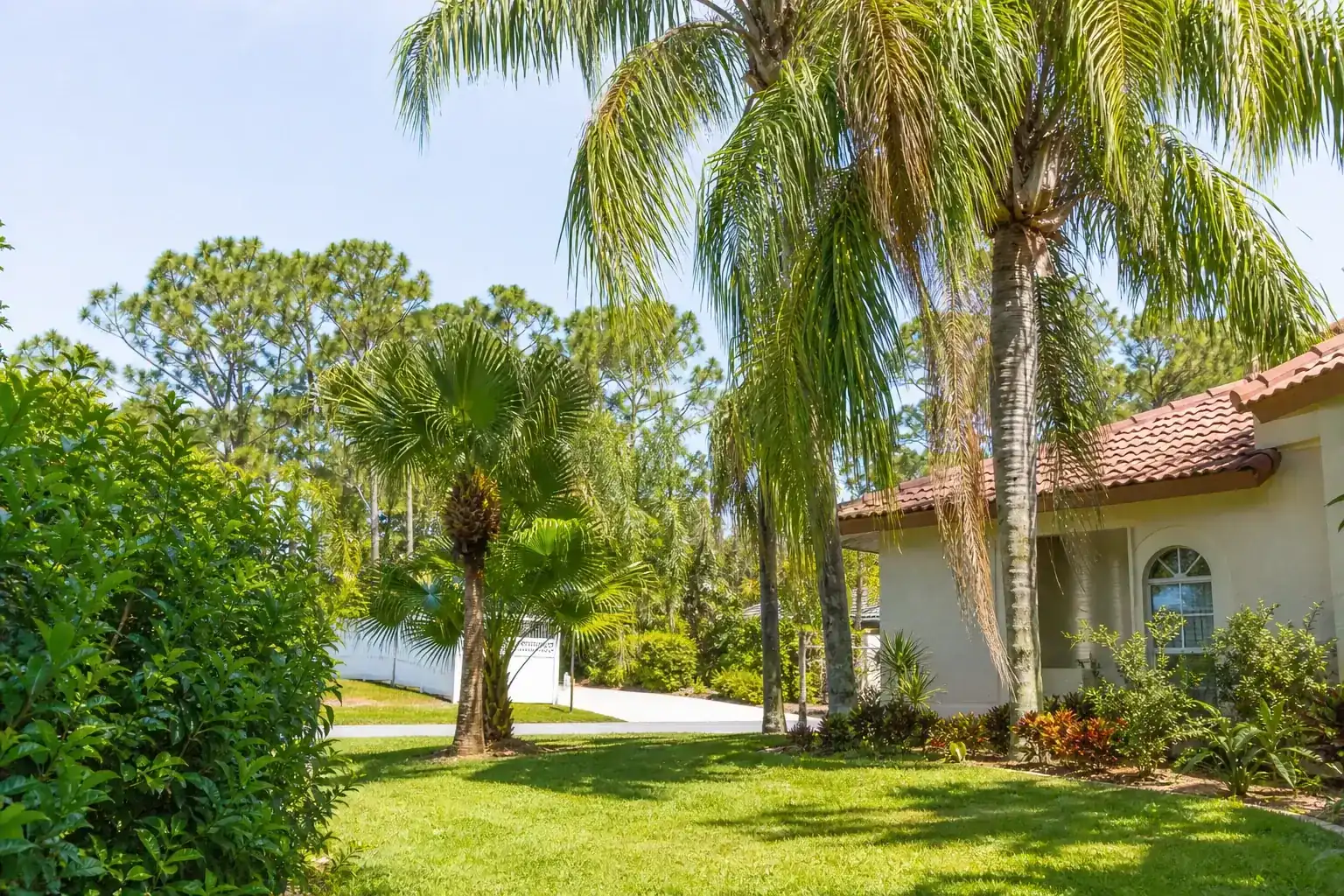 Palm trees in a Central Florida yard during a discussion of when is a tree removal permit needed? Palm trees in a Central Florida yard during a discussion of when is a tree removal permit needed?