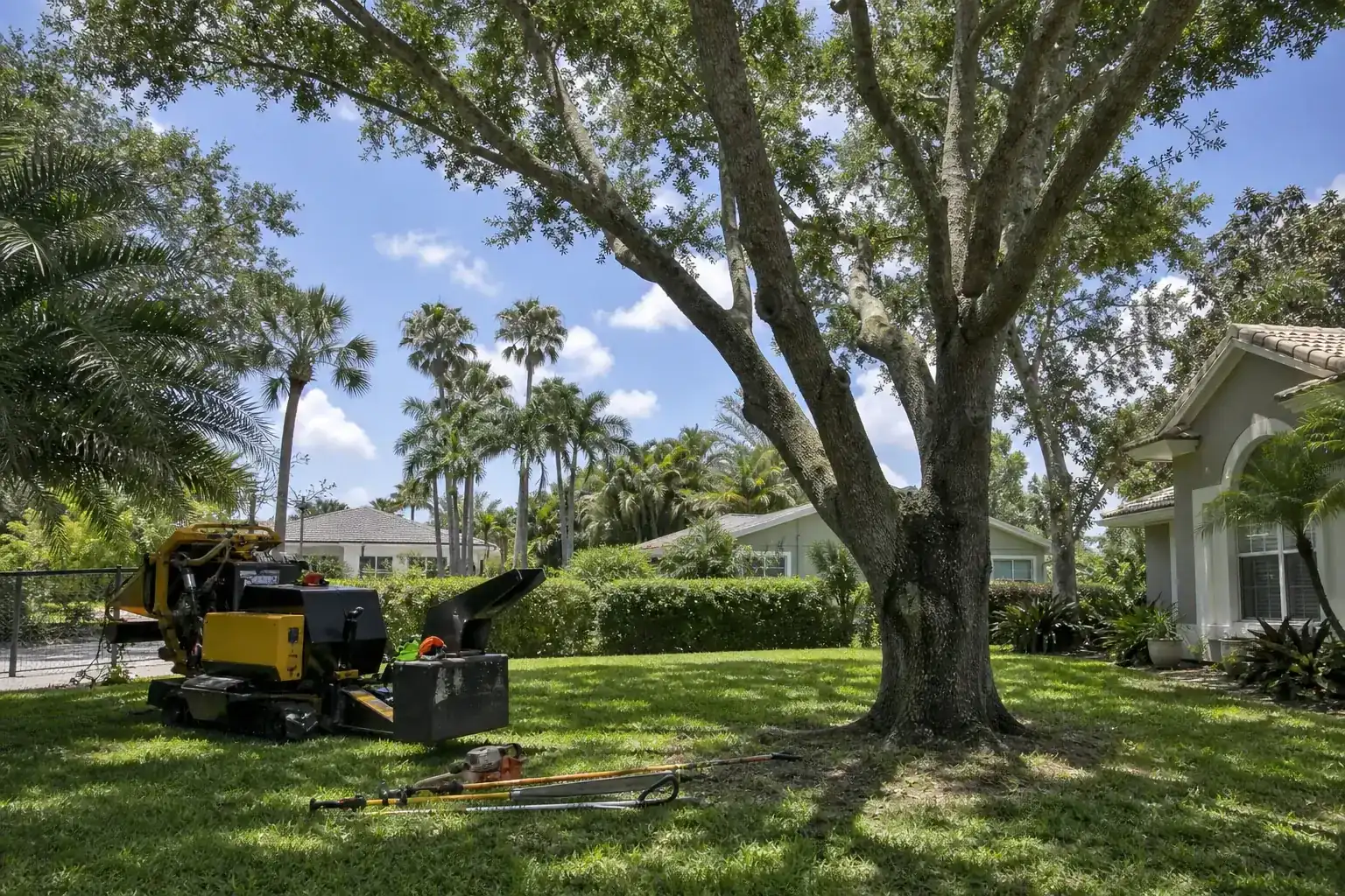 Mature Florida tree in a residential yard during a discussion of benefits of professional tree removal services