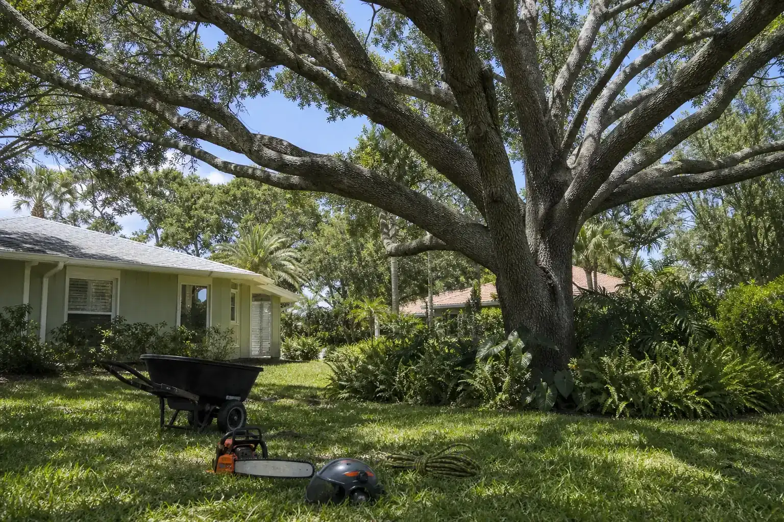 Mature Florida tree in a residential yard illustrating understanding tree removal regulations in ponce inlet